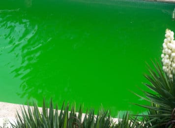 Pool Algae Removal