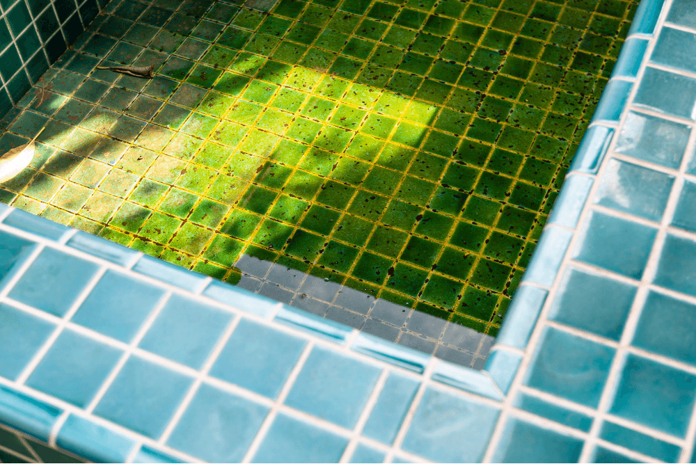 algae in florida pool from lack of cleaning